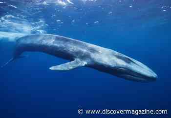 Some Baleen Whales Sing at Low Frequency to Avoid Killer Whale Attacks