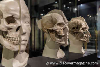 Art and Science Combine to Reconstruct the Faces of Our Ancestors