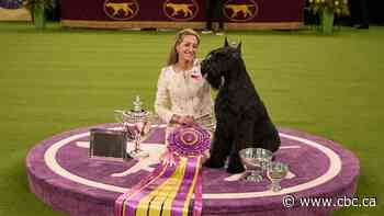 Monty the giant schnauzer wins Westminster dog show