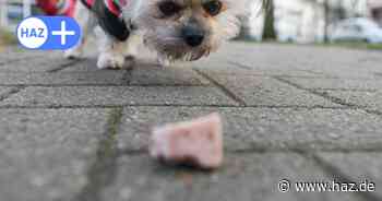 Tödliche Häppchen in der Eilenriede: Hundebesitzerin findet Rasierklingen in Wurstködern