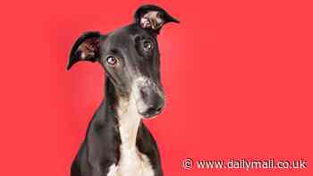 Vets reveal the surprisingly simple way to talk to your dog