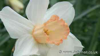 Have YOU got an 'extinct' daffodil growing in your garden? Brits are told to check their blooms for three rarities that need saving