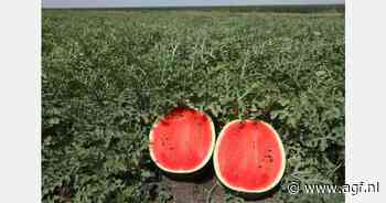 Meer Roemeense watermeloenen en pompoenen bestemd voor EU-markt