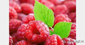 Peru worstelt met teelt van frambozen en kersen