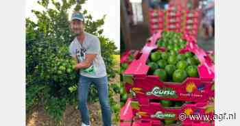Havenvertragingen belemmeren Braziliaanse limes- en gemberexport