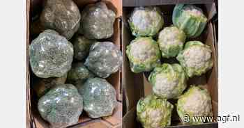 "Markt voor vollegrondsgroenten was goed tot twee weken geleden"