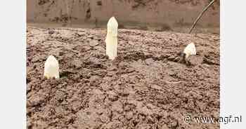 "Ondanks regen vlotte asperge-oogst"