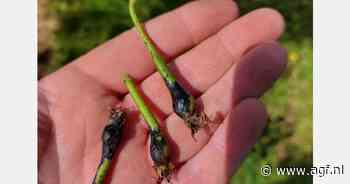 "Zorgen over nieuwe perenoogst door aanhoudende regen"