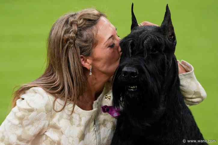 Monty the giant schnauzer wins Westminster dog show