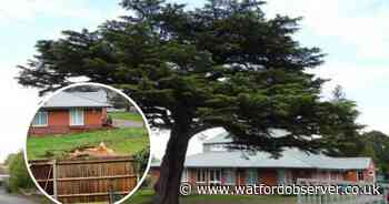 'Depressing sight' as beloved cedar tree felled despite campaign