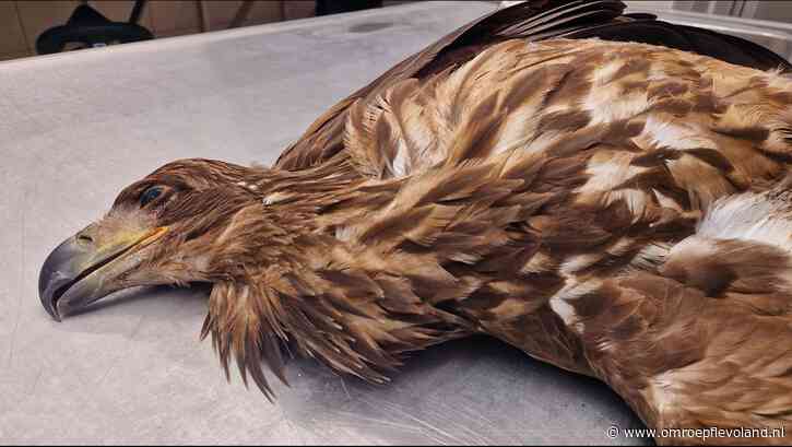 Swifterbant - Jonge zeearend omgekomen door aanvaring met windturbine