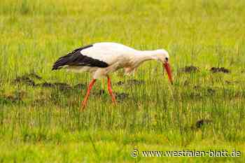 Früher als gewohnt: Störche sind zurück in OWL