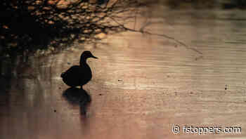 Is the Nikon 600mm f/6.3 VR S the Best Super-Telephoto for Z Mount?