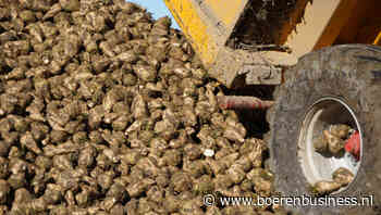 Bietenprijs Cosun over 2024 maakt een vrije val