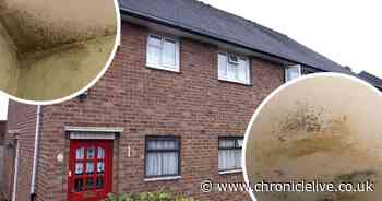 Beat household mould for good with this simple German method