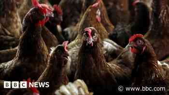 Avian flu spread sees 1.8 million farmed birds culled