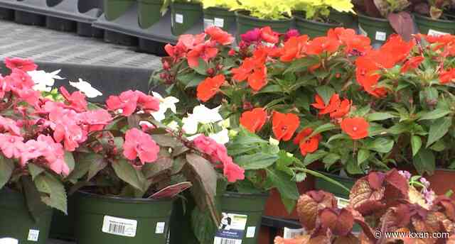 Thinking of planting? Don't yet — freezes in Austin still possible