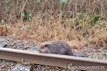 Dierentaxi vervoert erg verzwakte bever naar opvangcentrum