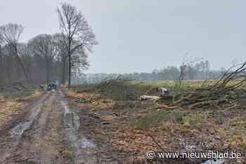Bomen in dreef Overbroek worden gekapt om overgang te maken naar heischraal  grasland : “Meer lichtinval bevordert de plantengroei”