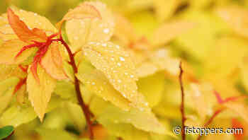 The Rare Canon Lens You’ve Never Heard Of