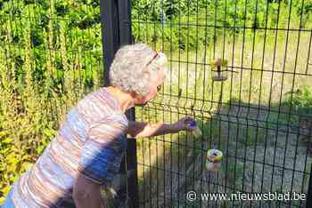 Vespawatchers in zuidrand bereiden nieuw offensief tegen Aziatische hoornaar voor: “Vorig jaar 165 koninginnen gevangen”