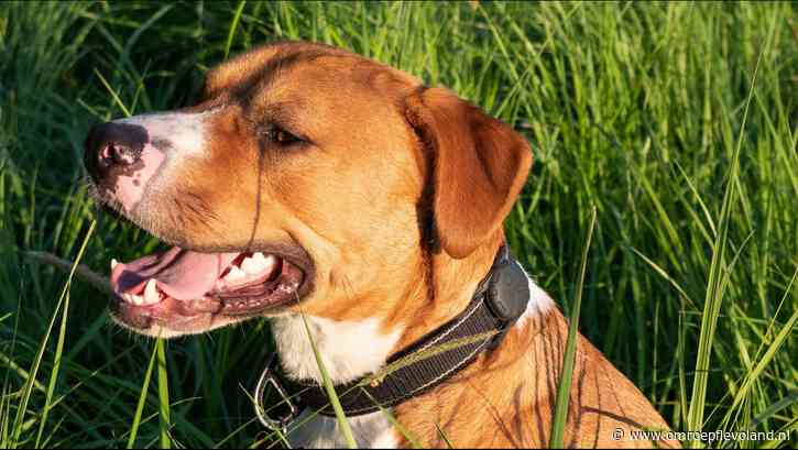 Dronten - Baasje krijgt vijf staffords terug die in beslag waren genomen bij politieinval