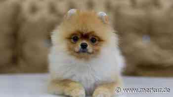 Hund oder Katze? Zwergspitz-Dame verblüfft mit ihrem Verhalten und lässt Herzen höher schlagen