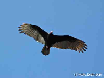 Bird flu found in black vultures near New Braunfels