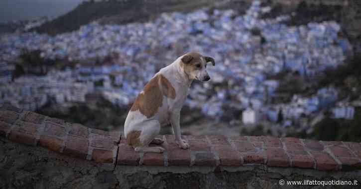 Mondiali di calcio, la denuncia degli animalisti: “In Marocco oltre 300mila cani randagi uccisi”