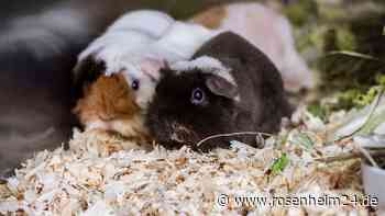 Unbekannter setzt Meerschweinchen bei Trostberg aus