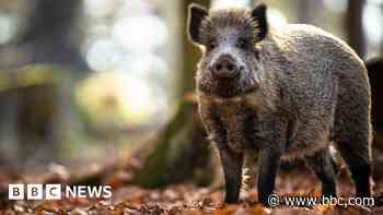Feral pigs roaming Cairngorms park caught and killed