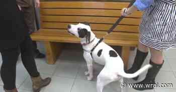 Animal advocates pressing Raleigh on puppy mills, commercial sale of pets