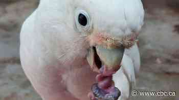 Plain pasta? No, thank you. Study finds cockatoos dunk their snacks in dip for flavour
