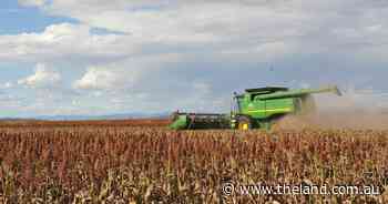 Sorghum price holds firm at about $350/t | Grain Wrap