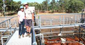 Market softened 10-20c/kg for most classes at Boyanup Weaner Sale