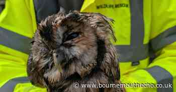 Tawny owl rescued after being found 'soaking wet' and 'motionless'