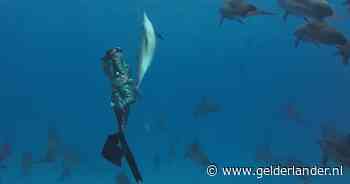 KIJK | Freediver 'danst' synchroon met dolfijn tijdens duik in Egypte