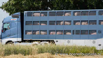 Exportwaarde levende varkens neemt toe
