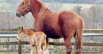 First Suffolk Punch foal of 2025 is born at Dorset farm