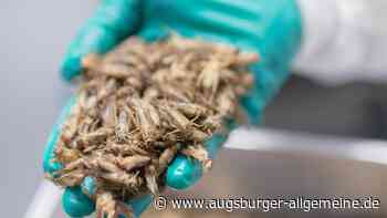 Insekten im Brot? So funktioniert das Backen mit dem "Superfood"