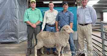 Repeat clients chase style, lustre and micron with Karori Merino rams