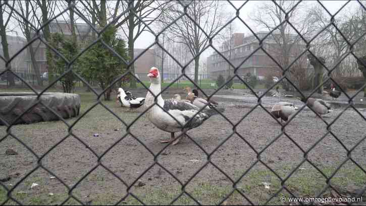 Dronten - Kinderboerderij: 'Dumpen van dieren is schering en inslag'