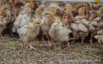 Dutch and German markets to end chick culling from 2026