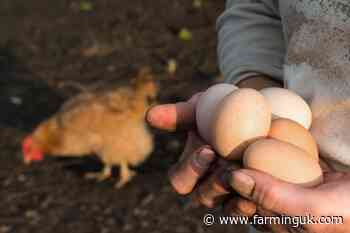 Northern Ireland to enact mandatory housing order for all poultry