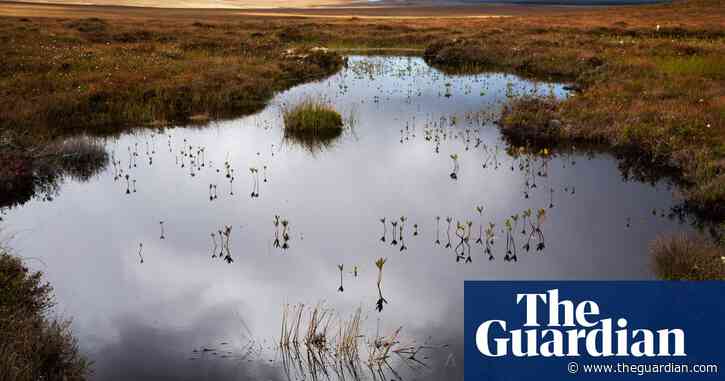 World’s largely unprotected peatlands are ticking ‘carbon bomb’, warns study