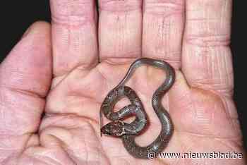 Vlaming vindt na reis in Malediven slang in bagage: “Was amper 10 centimeter groot”