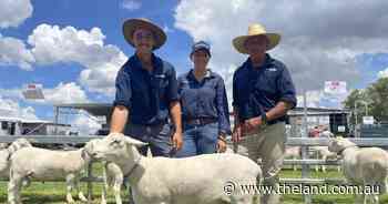 Local and international buyers dominate at Sheepmaster Parent Stud's second sale