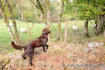 Woman to appear in court after loose dog chased 25 ewes