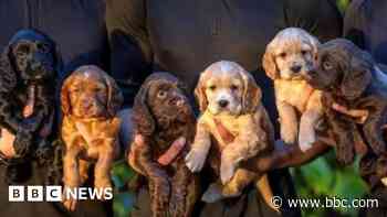 'Raising police dog puppies gives me purpose'