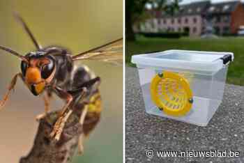 Gemeente deelt geen hoornaarsvallen meer uit: “Fout gebruikt en geen rapportering”